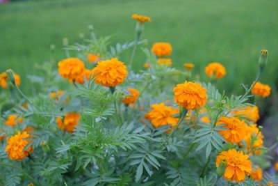 Close-up of orange marigold flowers