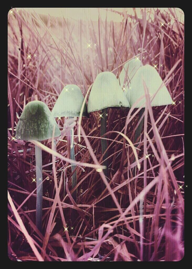 transfer print, auto post production filter, growth, green color, close-up, plant, outdoors, nature, field, no people, tree, day, metal, leaf, agriculture, sunlight, circle, pattern, abundance, hanging