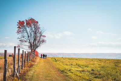 Tree on field against sky during autumn