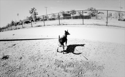 Portrait of dog
