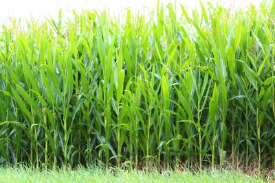 Close-up of wheat field