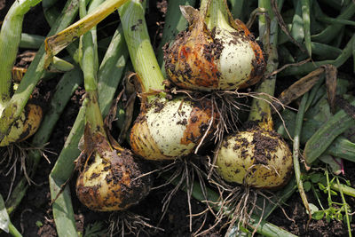 High angle view of fruits growing on field
