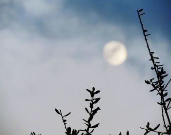 Low angle view of tree against sky