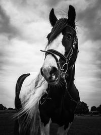 Close-up portrait of horse on field against cloudy sky