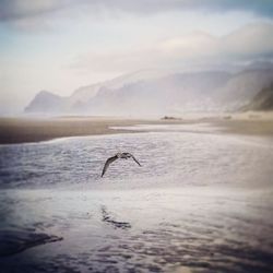 Bird flying over sea