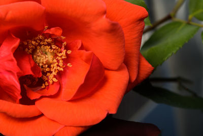Close-up of red rose flower