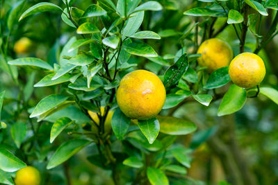 Close-up of fruit growing on tree