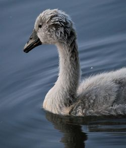 Swan swimming in lake