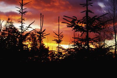 Silhouette trees against sky during sunset