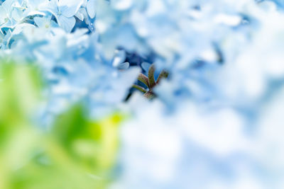 Close-up of bee pollinating flower