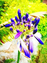 Close-up of fresh purple flowers