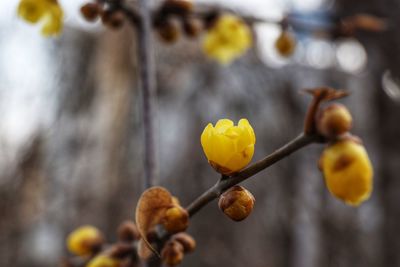 Close-up of yellow flowers against blurred background