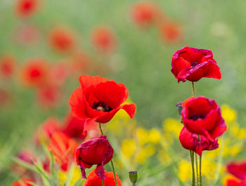 Close-up of red poppy flowers