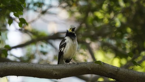 Bird perching on a branch