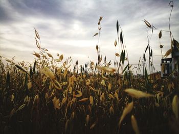 Close-up of stalks in field against sky