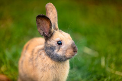 pet