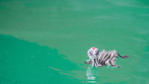 Dog swimming in pool