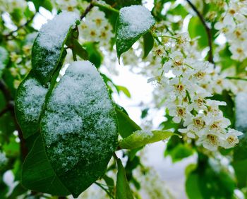 Close-up of snow on plant