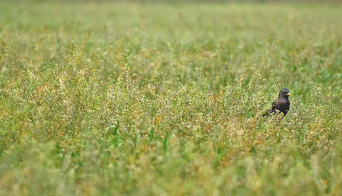 View of a bird on field