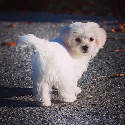 Portrait of white dog standing outdoors