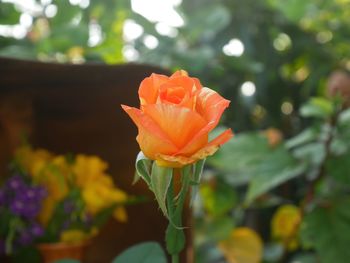 Close-up of orange flower