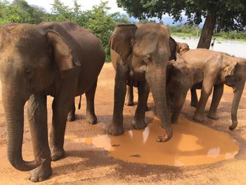 View of elephant drinking water