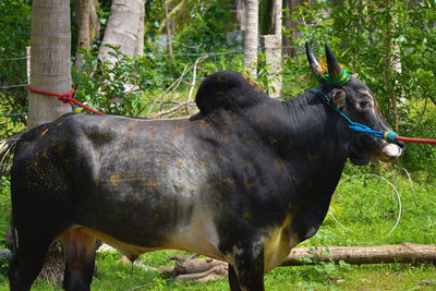 Horse standing in a field