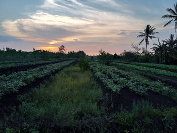 Scenic view of agricultural field against sky during sunset