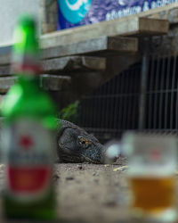 Close-up of a bird drinking glass