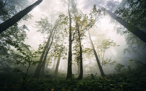 Low angle view of trees in forest