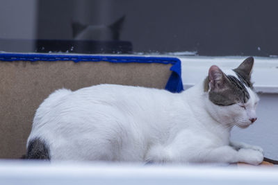 Close-up of a cat resting