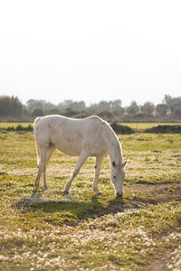 White horse on field