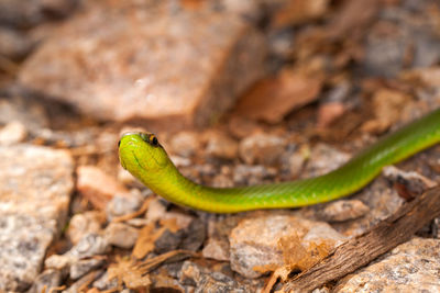 Close-up of lizard on field