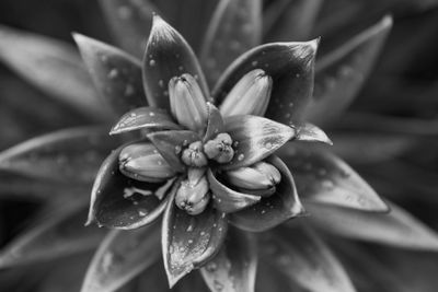 Close-up of wet flower on plant