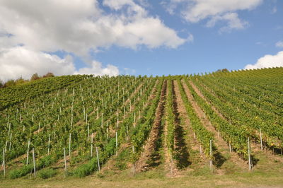 Crops growing on field against sky