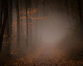 Scenic view of forest during autumn