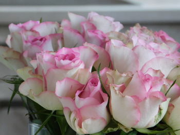 Close-up of pink roses