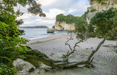 Coastal area named cathedral cove in the southern part of mercury bay of new zealand