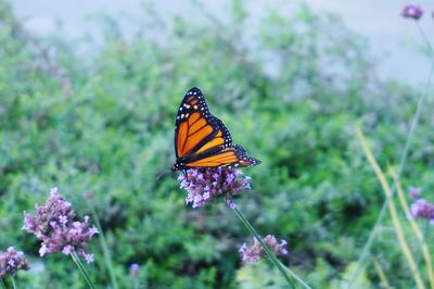 Butterfly fly by