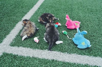 High angle view of dogs on grass