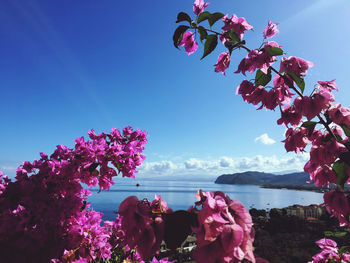 Pink flowers with cherry blossom tree against sky