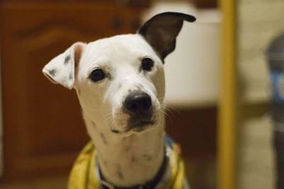 Close-up portrait of white dog at home