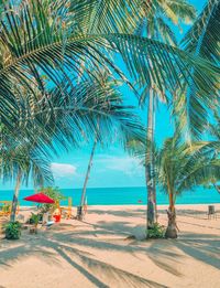 Palm trees on beach against sky