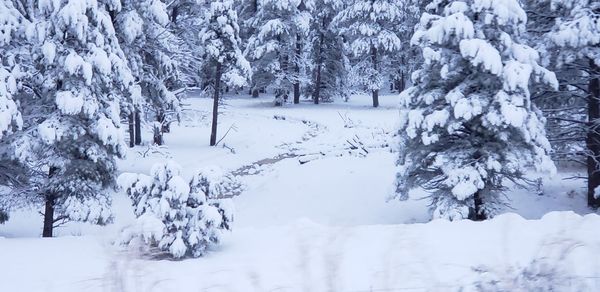 Trees on snow covered field during winter