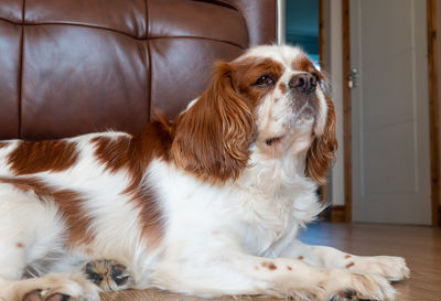 Dog sitting on sofa at home