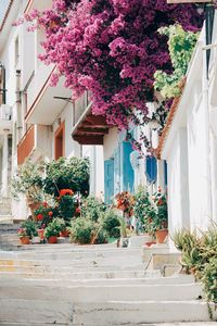 Flowers in front of house