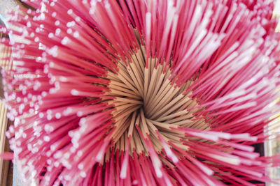 Full frame shot of pink flower