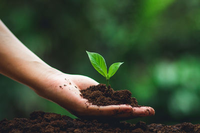 Cropped hand planting seedling in dirt