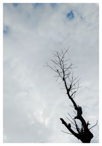 Low angle view of silhouette bare tree against sky