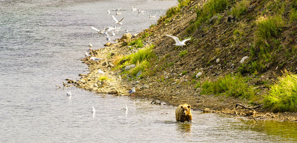 View of seagulls on sea shore